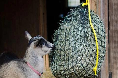 Small Hay Net